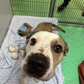 Kaiser -  Terrier Dog for Adoption in Peconic, New York - Kaiser | PetCurious