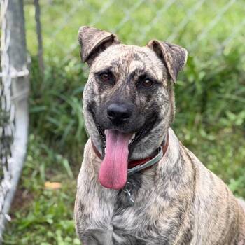 Riley -  Mixed Breed Dog for Adoption in Owosso, Michigan - Riley | PetCurious