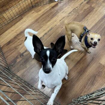 Tiny -  Chihuahua and Jack Russell Terrier Dog for Adoption in Lantana, Florida - Tiny | PetCurious