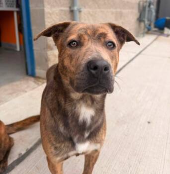 Granola -  German Shepherd Dog Dog for Adoption in Lincoln Park, Michigan - Granola | PetCurious