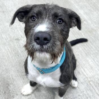 Fuji -  Pit Bull Terrier and Poodle Dog for Adoption in Las Vegas, Nevada - Fuji | PetCurious