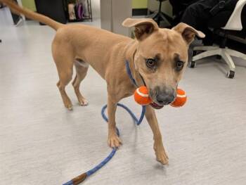 FRANKY -  Pit Bull Terrier and Mixed Breed Dog for Adoption in Colorado Springs, Colorado - FRANKY | PetCurious