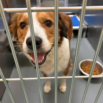 Gibson -  Mixed Breed Dog for Adoption in Memphis, Tennessee - Gibson | PetCurious