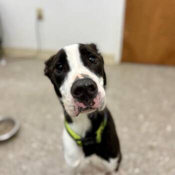 Zeus 07-2024 -  Great Dane and Mixed Breed Dog for Adoption in Covington, Georgia - Zeus 07-2024 | PetCurious