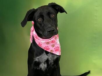 BEBE -  Labrador Retriever and Mixed Breed Dog for Adoption in Fort Lauderdale, Florida - BEBE | PetCurious