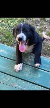 Mixed Breed Dogs Available for Adoption in Taycheedah, Wisconsin - Cascade | PetCurious