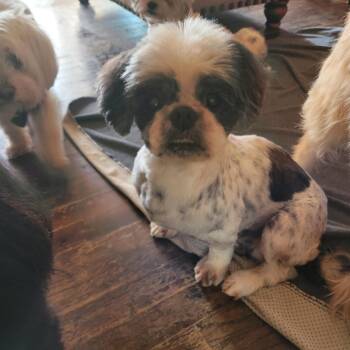 Shih Tzu Dogs Available for Adoption in Warren, Michigan - Samson ( Seeking Out Like Minded Holistic Adopters) | PetCurious