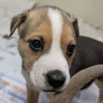 Labrador Retriever and Husky Dogs Available for Adoption - Ronie | PetCurious