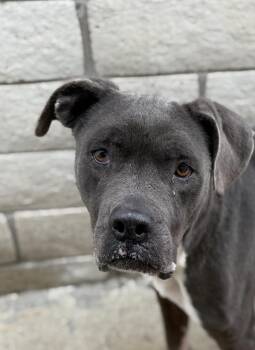 Rescue Pit Bull Terrier Dogs for Adoption in Santa Monica, California - Cliff | PetCurious