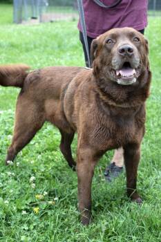 Chocolate Labrador Retriever Dogs Available for Adoption - Bodhi | PetCurious