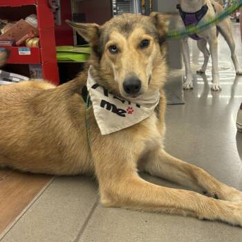 Lillith 26-0509 -  Mixed Breed Dog for Adoption in Yanceyville, North Carolina - Lillith 26-0509 | PetCurious