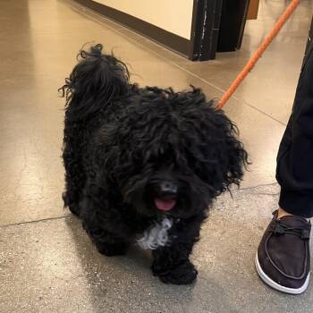 YORK-Stray-16605 -  Shih Tzu Dog for Adoption in York, Pennsylvania - YORK-Stray-16605 | PetCurious