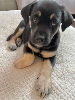 Fudgesicle -  Mixed Breed Dog for Adoption in Saskatoon, Saskatchewan - Fudgesicle | PetCurious