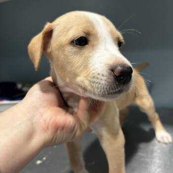 Carson -  Mixed Breed Dog for Adoption in Chattanooga, Tennessee - Carson | PetCurious