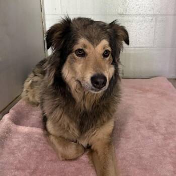 Trixie -  Shepherd Dog for Adoption in Des Moines, Iowa - Trixie | PetCurious