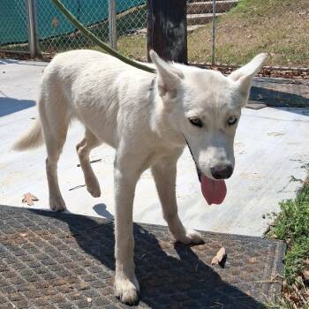 Esmerelda -  Husky Dog for Adoption in Denison, Texas - Esmerelda | PetCurious