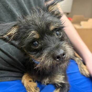 Dobby -  Terrier and Mixed Breed Dog for Adoption in Ardmore, Oklahoma - Dobby | PetCurious
