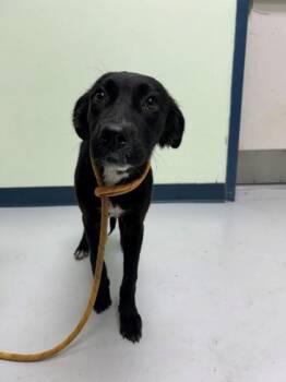 Blair -  Labrador Retriever and Mixed Breed Dog for Adoption in Savannah, Georgia - Blair | PetCurious