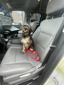 A661859 -  Yorkshire Terrier and Shih Tzu Dog for Adoption in Houston, Texas - A661859 | PetCurious