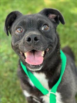 Rescue Pug and Boxer Dogs for Adoption in Woodland, California - *CHICA | PetCurious