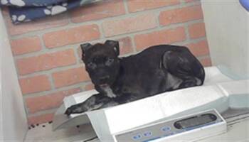 A2090589 -  German Shepherd Dog and American Staffordshire Terrier Dog for Adoption in Houston, Texas - A2090589 | PetCurious