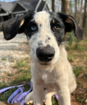 Poodle and Siberian Husky Dogs Available for Adoption in Ellijay, Georgia - Rizzo | PetCurious