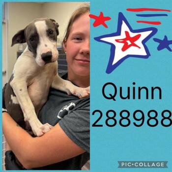QUINN -  Mixed Breed Dog for Adoption in Macon, Georgia - QUINN | PetCurious