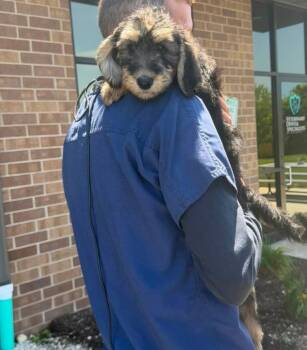 Hannah Montana -  Poodle and Labrador Retriever Dog for Adoption in Grafton, Wisconsin - Hannah Montana | PetCurious