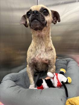 MAPLE -  Pug and Chihuahua Dog for Adoption in Tracy, California - MAPLE | PetCurious