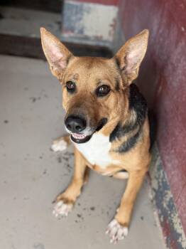 Dolly -  German Shepherd Dog Dog for Adoption in Elberton, Georgia - Dolly | PetCurious