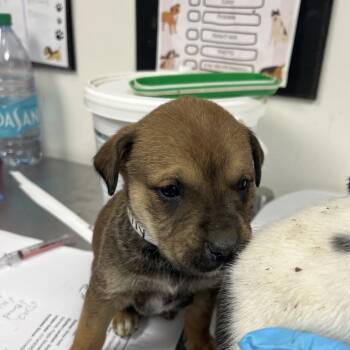 Rescue Labrador Retriever Dogs for Adoption in Parrish, Alabama - Lily | PetCurious