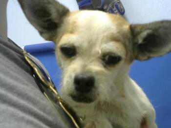 Chihuahua and Mixed Breed Dogs Available for Adoption - KIRA | PetCurious