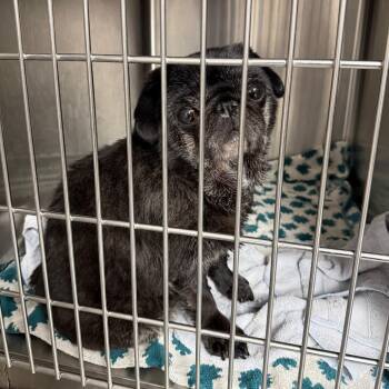 Georgia - 4142 -  Pug Dog for Adoption in Uniontown, Pennsylvania - Georgia - 4142 | PetCurious
