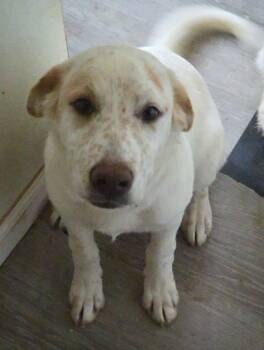 Rescue Great Pyrenees and Australian Cattle Dog Blue Heeler Dogs for Adoption in Thompson Falls, Montana - Cocoa | PetCurious