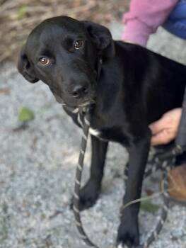 Peppercorn -  Terrier Dog for Adoption in Meherrin, Virginia - Peppercorn | PetCurious