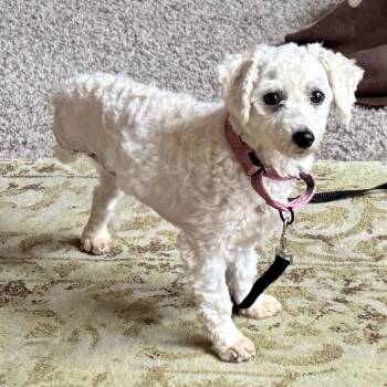 Bichon Frise Dogs Available for Adoption - Meggy Peggy | PetCurious