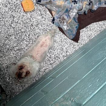 Mixed Breed Dogs Available for Adoption in Port Charlotte, Florida - Rosie | PetCurious