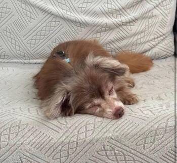 Drew~ -  Chihuahua Dog for Adoption in Columbia, Tennessee - Drew~ | PetCurious