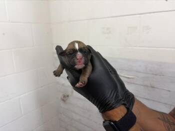 BRIONY -  Pit Bull Terrier and Mixed Breed Dog for Adoption in San Bernardino, California - BRIONY | PetCurious
