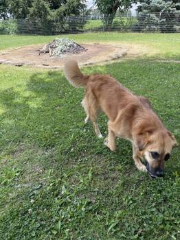 Leia -  Golden Retriever Dog for Adoption in Ashville, Ohio - Leia | PetCurious