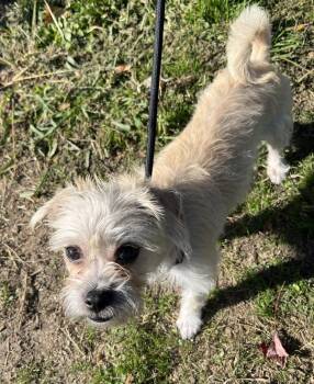 Suzie -  Terrier Dog for Adoption in Salem, Oregon - Suzie | PetCurious