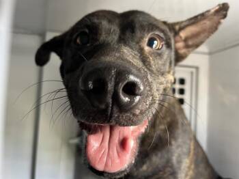 Mixed Breed Dogs Available for Adoption in Palmetto, Florida - MONICA | PetCurious