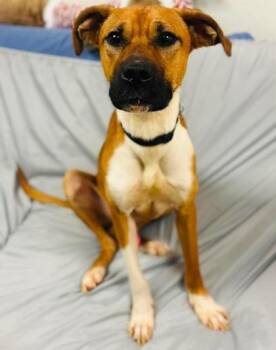 Sunsounds -  Mixed Breed Dog for Adoption in West Chester, Pennsylvania - Sunsounds | PetCurious