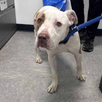 Mixed Breed Dogs Available for Adoption in Philadelphia, Pennsylvania - Allie | PetCurious