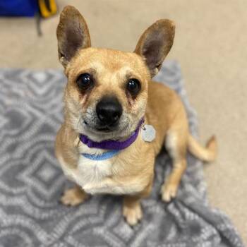 Chihuahua Dogs Available for Adoption in Aurora, Colorado - DIAMANTE | PetCurious