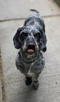 Cody -  Australian Shepherd and Poodle Dog Available for Adoption in Woodsfield, Ohio - Cody | PetCurious