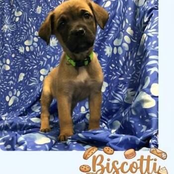 Biscotti -  Belgian Shepherd Malinois Dog for Adoption in Plainfield, Illinois - Biscotti | PetCurious