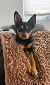 Chihuahua Dogs Available for Adoption - Tillie Fka Karen | PetCurious