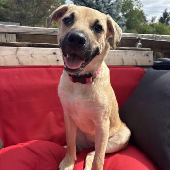 Lindy -  American Bully Dog for Adoption in Vaughan, Ontario - Lindy | PetCurious