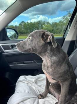 Weimaraner Dogs Available for Adoption in Lakeland, Florida - Nera | PetCurious